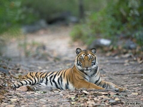 Durgavati Tiger reserve